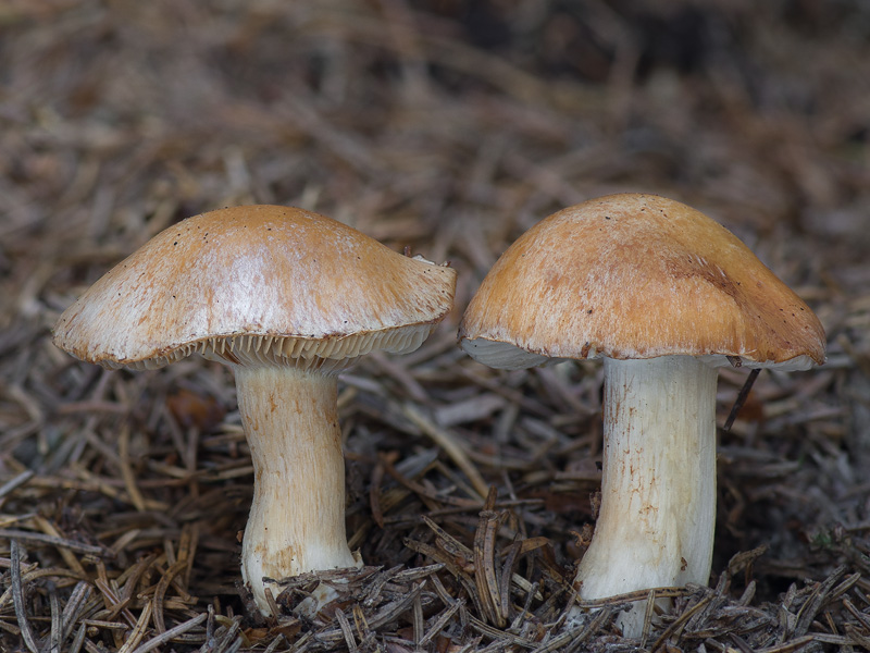 Cortinarius multiformis